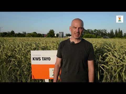 KWS TAYO / KWS z pola AGROPORADY EKSPERTÓW