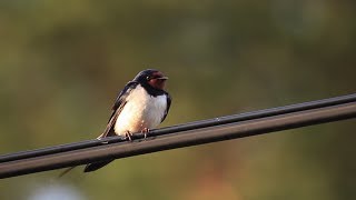 preview picture of video 'Wildlife Moment #11 - Barn Swallow'