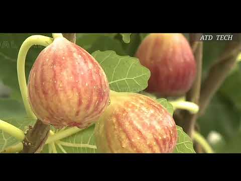 How to grow Japan fig - fig farm in Japan - fig farming step by step