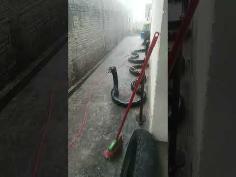 Very heavy rains caused flooding in the rivers, bringing two anacondas into my backyard, and they...