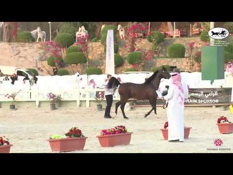 N 249 MIGELAD III   The 13th Makkah International Region Championship   Stallions 10+ Years Old Clas