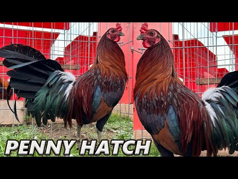 Joe Goode Grey Penny Hatch Asil RED NEWARK FARM - Beautiful Birds Farm Visit