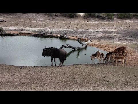 Djuma: Impala herd and Wildebeest bull - 07:35- 11/03/18