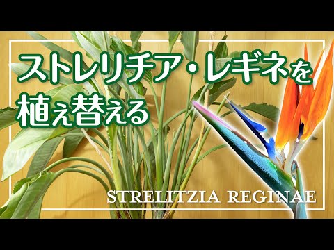 園芸 葉のない極楽鳥
