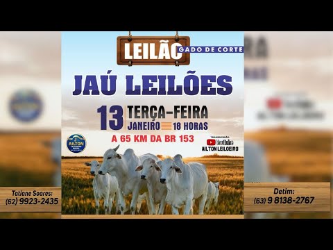 LEILÃO GADO DE CORTE  - JAU LEILÕES  - JAU DO TOCANTINS  -13/ 01/ 2026