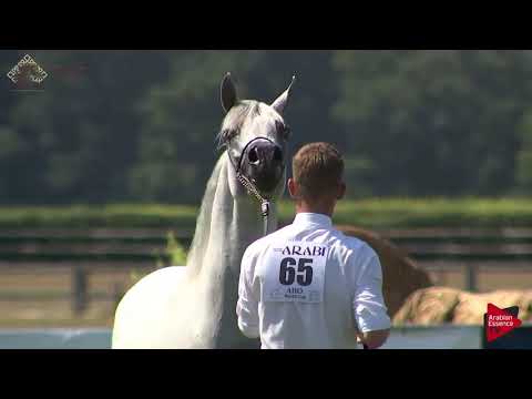 N.65 EQUIBORN K.A. - Chantilly 2018 AHO World Cup - 4 Years Old and Older Stallions (Class 9B)