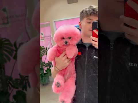 Pink bichon alert 🚨