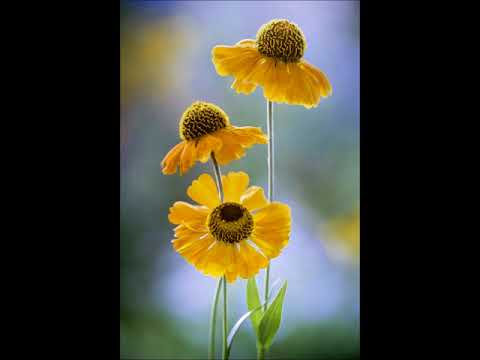 Glória a Deus Porque Ele Vive - MÚSICA PARA MISSA