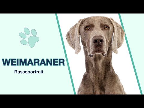 Weimaraner breed profile | Hunting dog or family dog?