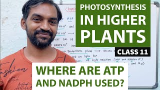 Photosynthesis in Higher plants | Where are ATP and NADPH used