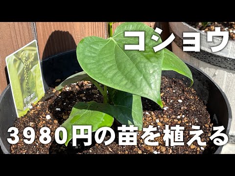園芸 中国胡椒の植物