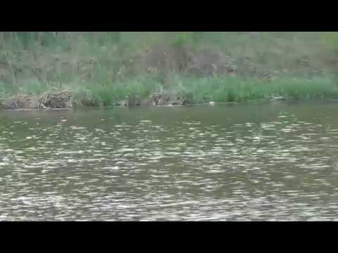 Locuri pentru pescuit  Piteasca 3 ilfov 2015