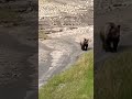 Valley Stroll: Captivating Bear Encounter from the Cliff's Edge | Glacier National Park