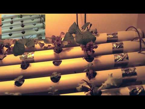 Homemade Hydroponics Garden Day 17 Growth