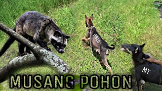 Download lagu BERBURU MUSANG' Kejar- kejaran sampai crew sama anjing kocar kacir mp3