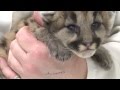 2-week-old cougar orphans chirping