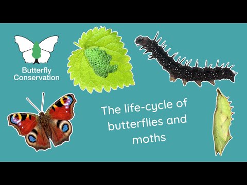 The Life Cycle of Butterflies and Moths
