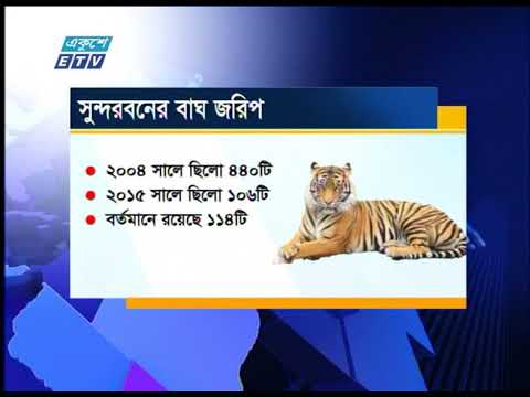 বাঘ রক্ষায় নানা পরিকল্পনার মাঝেই পালিত হচ্ছে বিশ্ব বাঘ দিবস