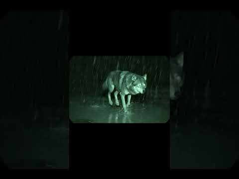 Wolf Running in the Rain 🌙 A Scene You’ll Never Forget 😢