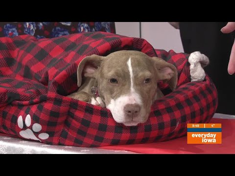 Everyday Iowa - Everyday Pets with Hero's Haven - YouTube