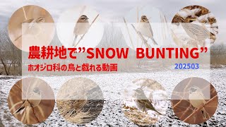 農耕地でSNOW BUNTING ウズラ出ました!  2025/03