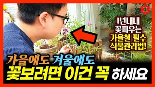 [긴급] 꼭 '10월 안으로' 해야만 가능합니다❗️귀찮으면 당장 이것만 하세요, 평생 꽃