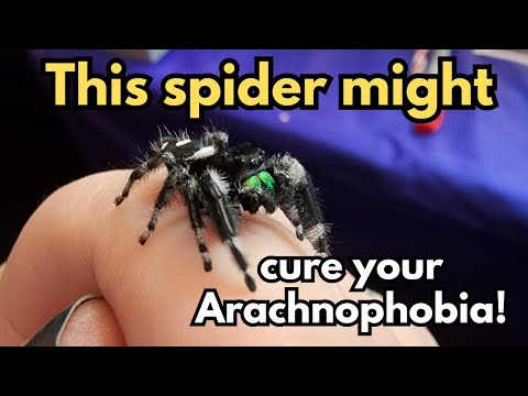 This spider may cure your Arachnophobia