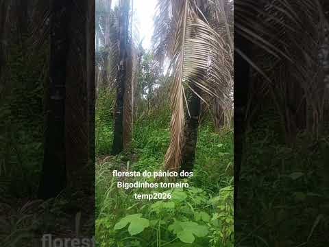 floresta do pânico dos Bigodinhos torneiro temp 2026
