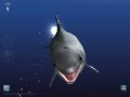 Shark Eaters: Rise of the Dolphins - Blacktip shark ...