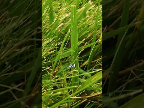 Why Your Lawn Needs Nitrogen!