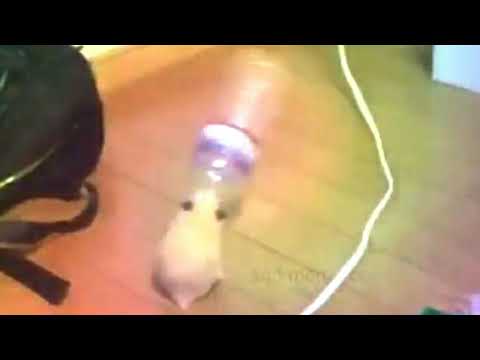 hammie boye v2 1 hour loop