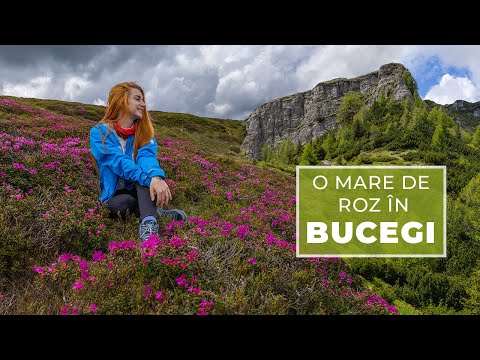 Spectacolul bujorilor în Bucegi | Piciorul Pietrei Arse | Vârful Furnica