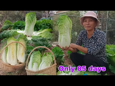 Growing napa cabbage from Seeds at Home to Provide for the Family,So Easy for Beginners by NY SOKHOM