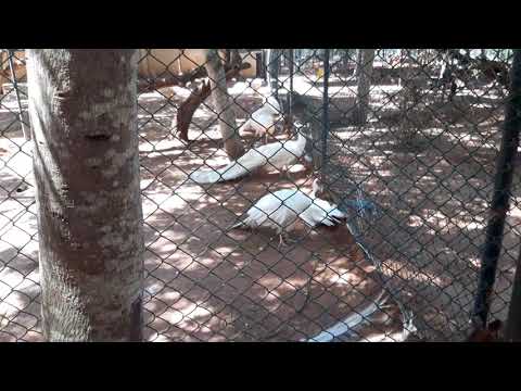 💦💥🤗🤗sudu monaru