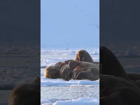 A day in the life of polar photographer, Virgil Reglioni.