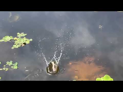 Fruits n' Cahoots  , Davie , Florida , March 19 2023 , #4