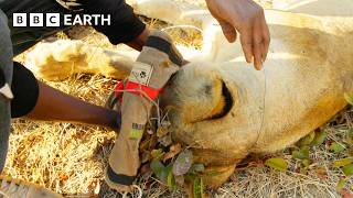 Saving a Lion from a Deadly Snare | 4K UHD | Kingdom | BBC Earth
