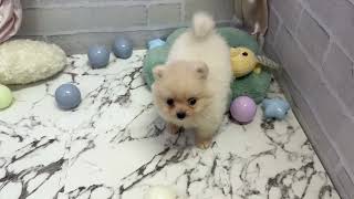 ポメラニアンの動画01