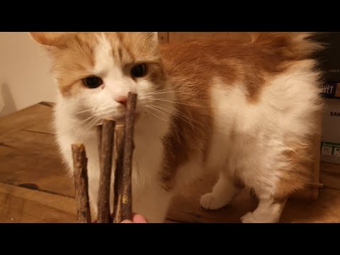 Catnip Matatabi Chew Sticks For Cats