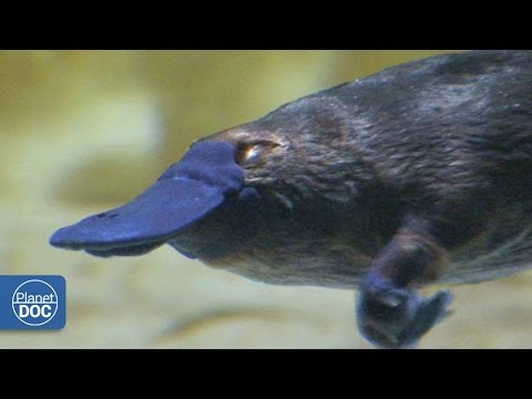 download lagu mp3 mp4 Duckbill, download lagu Duckbill gratis, unduh video klip Duckbill