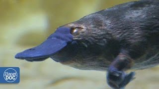 Download lagu Duckbill Platypus | Australia mp3