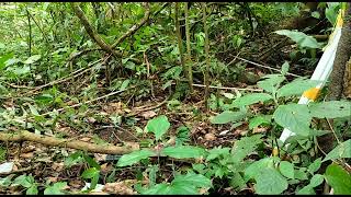 Download lagu pikat burung jongkangan/cingcoang coklat #pikat#jongkangancoklat mp3 Download lagu pikat burung jongkangan/cingcoang coklat #pikat#jongkangancoklat mp3