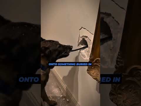 कुत्ते 200.00$ की panting खराब कर दी 😱#shorts #ytshorts #dog #panting