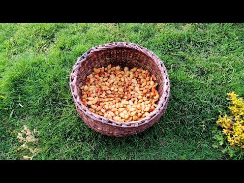 download lagu mp3 mp4 Mahua Flower Recipe, download lagu Mahua Flower Recipe gratis, unduh video klip Mahua Flower Recipe