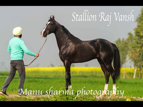 Horse stallion Surya  Vansh of Alishaan Line Owner Satbir singh 8360960496
