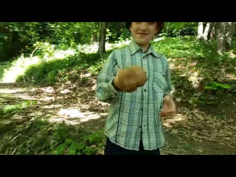 🍄🍄🍄Emozioni nei boschi in cerca di funghi porcini con il nipotino. 4K