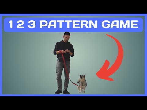 How to Teach your Dog the 1 2 3 Pattern Game
