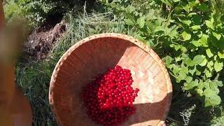 Our easiest most reliable cherry - nanking bush cherry