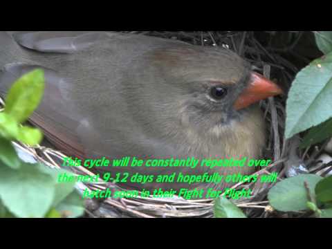 Cardinal 3 hours after hatching