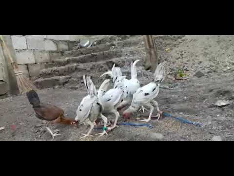 white kelso x sweater